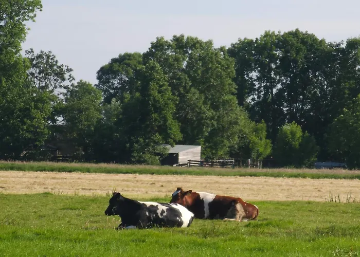 אתר קמפינג Trekkershut - De Hollandse Boerderij *